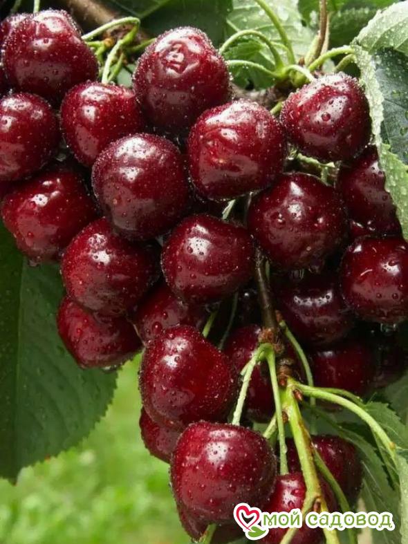 Вишня Брусницына