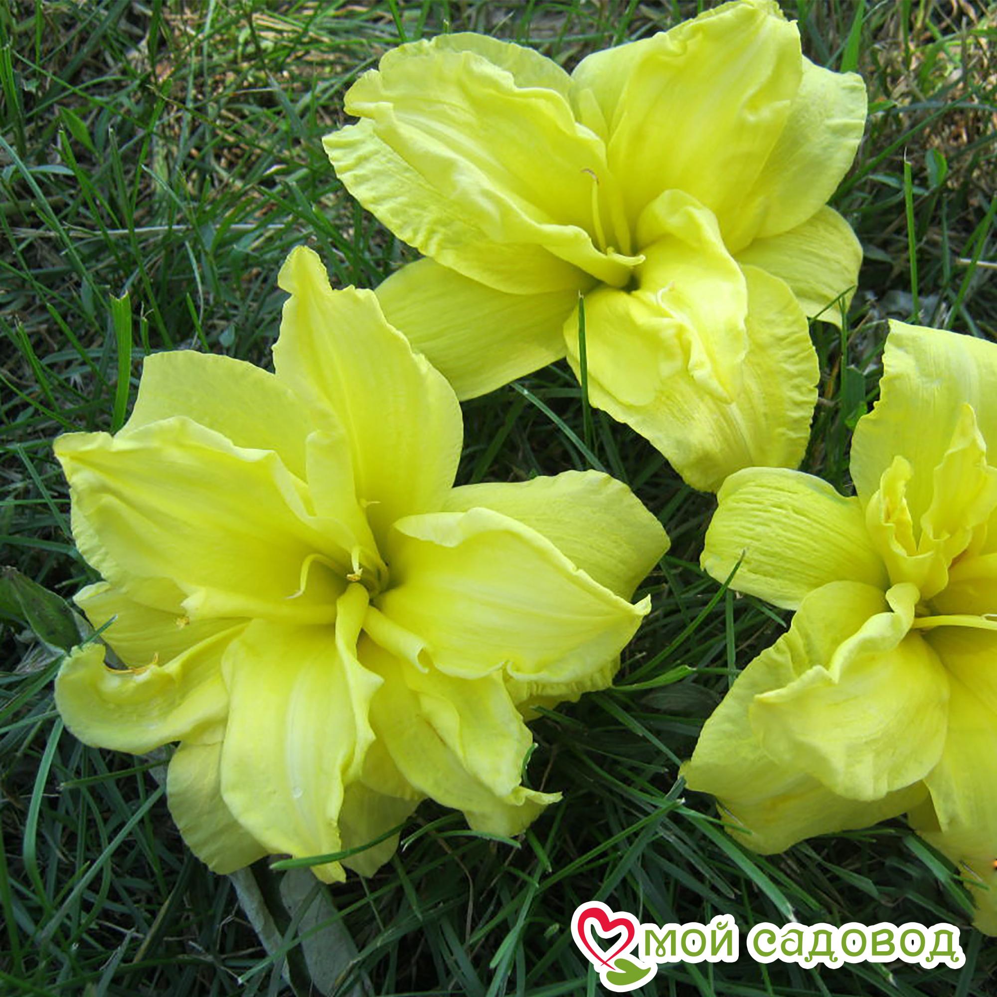 Лилейник Дабл Риве Вей